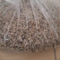 شن عربی