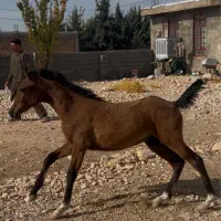 فروش/کره مادیون/۸ماهه