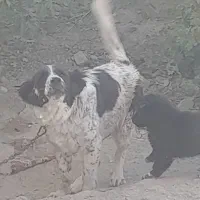 توله لاس یک سال نیمه|سگ|زنده رود, |دیوار