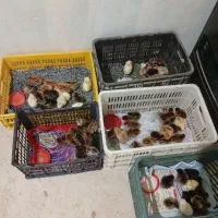 جوجه مرغ 5روزه