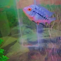 جوجه فلاور رد دراگون|ماهی|کرج, حصارک پایین|دیوار