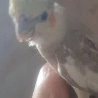 جوجه عروس هلندی