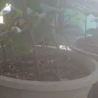 نهال یک ساله « چای »گلدانی|گل و گیاه طبیعی|املش, |دیوار