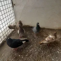 کبوتر|پرنده|قزوین, |دیوار