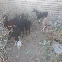 گوسفند نر ماده|حیوانات مزرعه|ایرانشهر, |دیوار