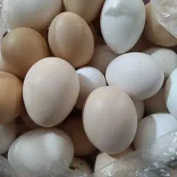 تخم مرغ محلی|خوردنی و آشامیدنی|برازجان, |دیوار