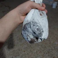 پرنده کبوتر نر|پرنده|اهواز, نادری|دیوار