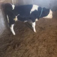 گاو وگوساله سمینتال اصل|حیوانات مزرعه|ماهنشان, |دیوار