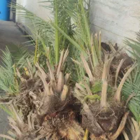 دیمیت نخل مجول|خدمات باغبانی و درختکاری|بوشهر, |دیوار