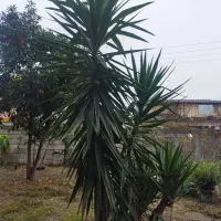 درختچه یوکا با سایز های مختلف