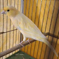 قناری موزاییکی نر اصل