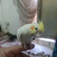 عروس هلندی|پرنده|زهک, |دیوار