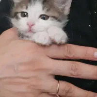 گربه ی ناز و بازی گوش