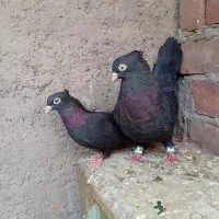 زاغ و سینه ای