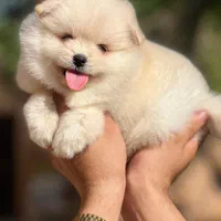 توله سگ های فانتزی