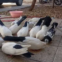 چند جفت دم سیاه خوب به فروش میرود|پرنده|زنجان, |دیوار