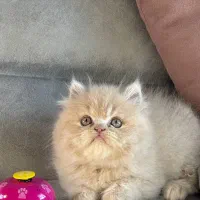 ملوسای بلا|گربه|رشت, منظریه|دیوار