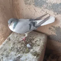 کفتر قیل سرخ کاشونی|پرنده|شهرضا, |دیوار