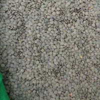 عدس دیم درشت بوجاری شده خلخال