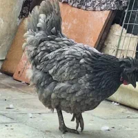 مرغ و خروس گلین کاکلی|حیوانات مزرعه|تهران, وردآورد|دیوار