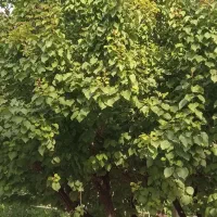 منزل جهت اجاره