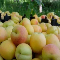 فروش باغ زردآلو در جلفا