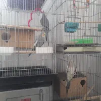 دو جفت عروس هلندی با قفس نو|پرنده|شیراز, سعدیه شمالی|دیوار