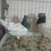 کله سبز