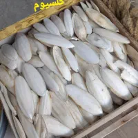 کف دریا سالم خشک دورشت