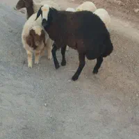 بره قوچ|حیوانات مزرعه|سیروان, |دیوار