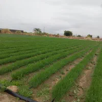 نشا پیاز مینروا،ضمانتی