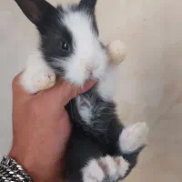بچه خرگوش مینی لوپ خونگی اصفهان و نجف آباد
