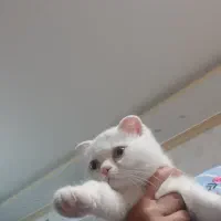 بچه گربه اسکاتیش بریتیش فولد|گربه|کرمان, |دیوار