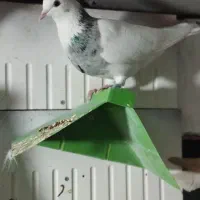 کبوتر طوقی|پرنده|گنبد کاووس, |دیوار