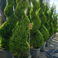 کاج لاوسون پیچ درجه یک