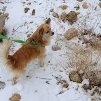 فروش سگ نژاد پامر اشپیتز