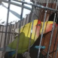 طوطی کتوله