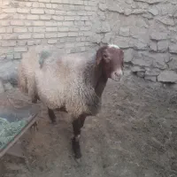 قوچ