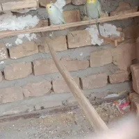 مرغ عشق رینبو|پرنده|سراوان, |دیوار