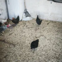 مرغ و خروس|حیوانات مزرعه|رودهن, |دیوار