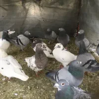 آلمانی و رنگه