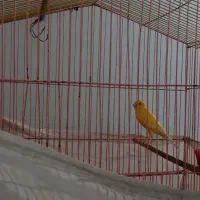 عروس هلندی و قناری نر|پرنده|دره شهر, |دیوار