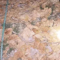برگ زرد|گل و گیاه طبیعی|شنبه و طسوج, |دیوار