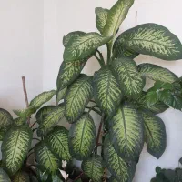 گل دیفن|گل و گیاه طبیعی|آستارا, |دیوار