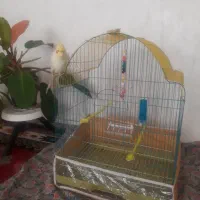 عروس هلندی|پرنده|اهر, |دیوار