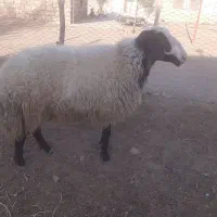 ورن شال|حیوانات مزرعه|کوهدشت, |دیوار