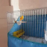 قناری رسمی شلاقی