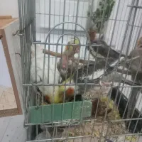 عروس هلندی مولد