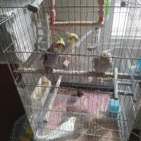 عروس هلندی
