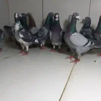 کبوتر نر جنگنده دو دسته ضمانتی